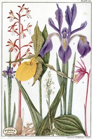PDXC11394 -- Flowers