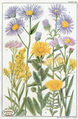 PDXC11396 -- Flowers