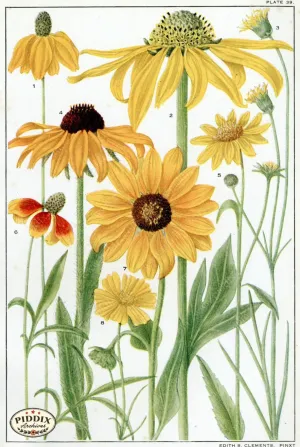 PDXC11397 -- Flowers