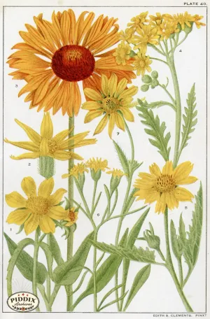 PDXC11398 -- Flowers