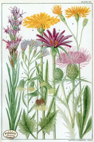 PDXC11400 -- Flowers