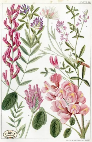 PDXC11402 -- Flowers