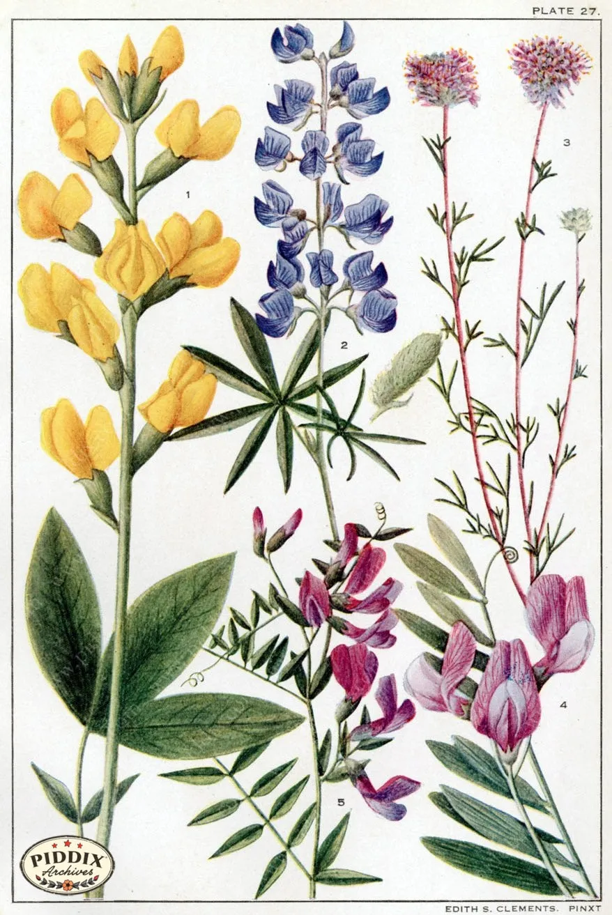 PDXC11403 -- Flowers