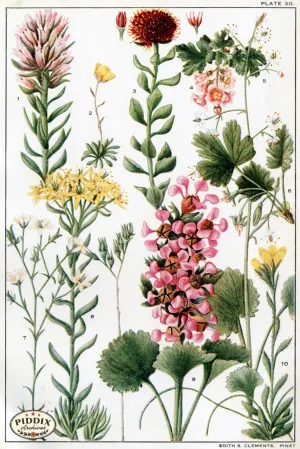 PDXC11404 -- Flowers