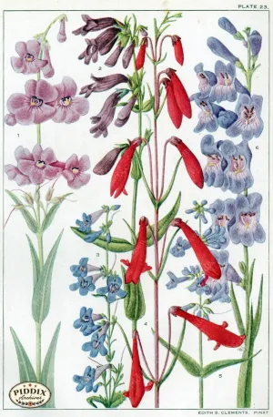 PDXC11405 -- Flowers