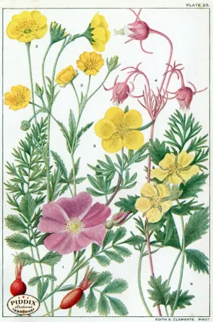 PDXC11406 -- Flowers