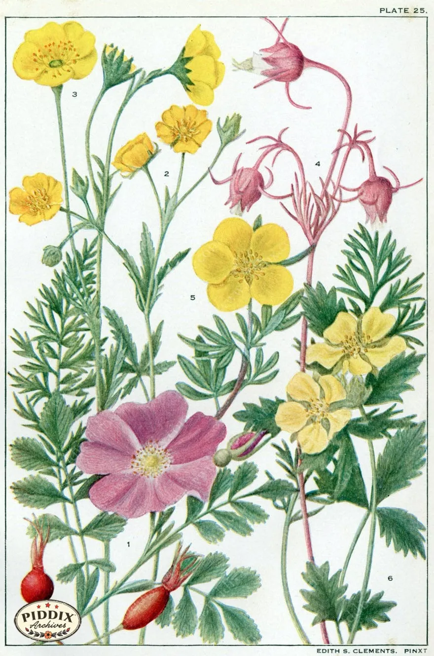PDXC11406 -- Flowers