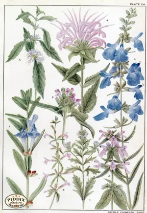 PDXC11407 -- Flowers