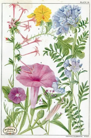 PDXC11410 -- Flowers