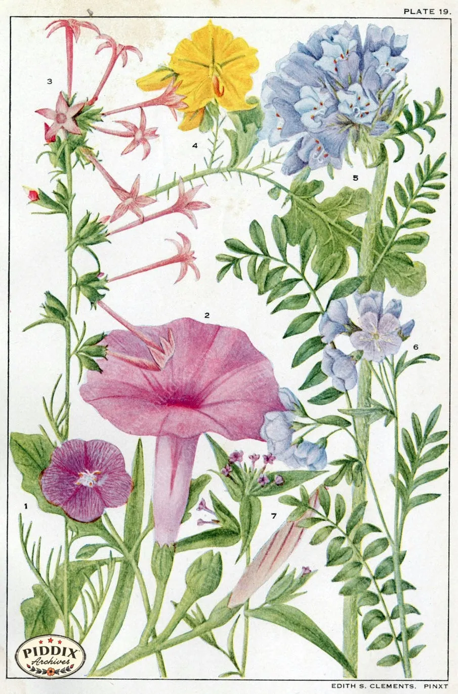 PDXC11410 -- Flowers
