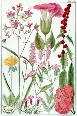 PDXC11412 -- Flowers