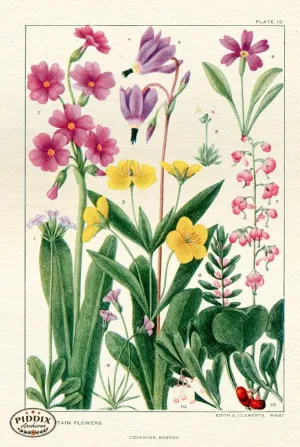 PDXC11413 -- Flowers