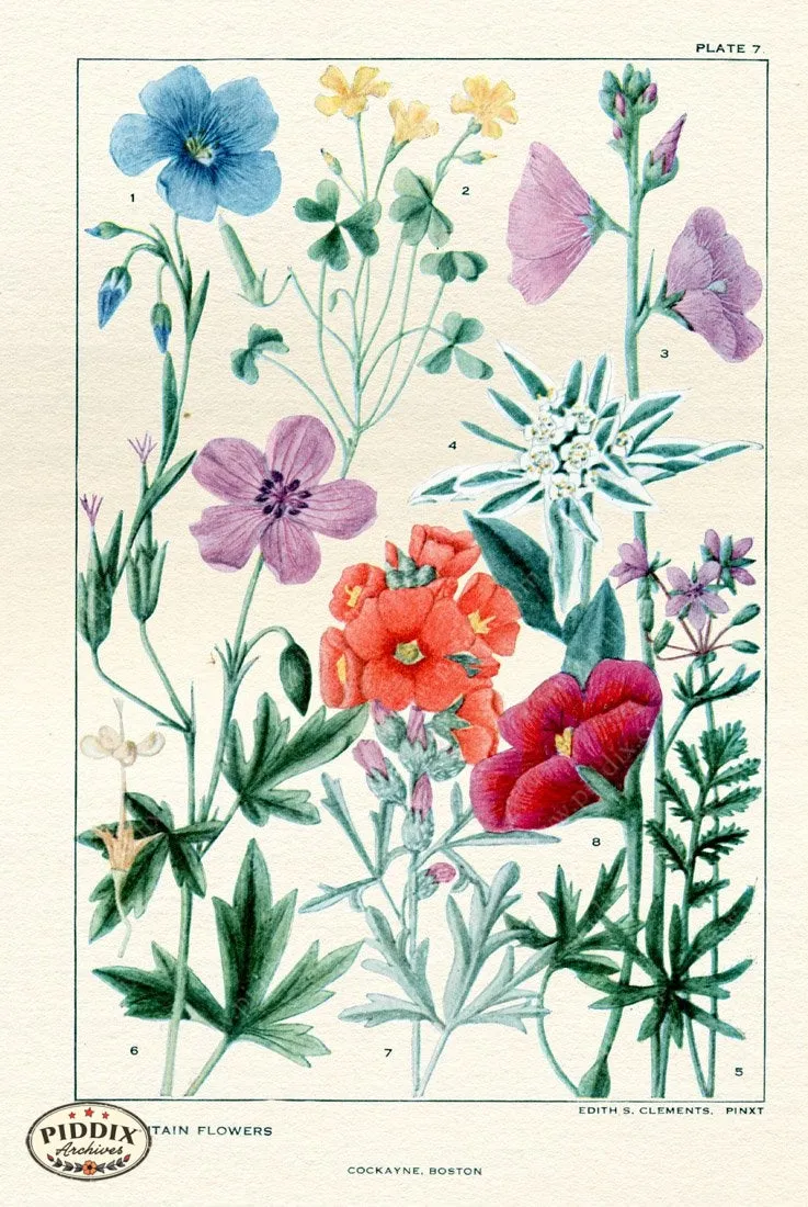 PDXC11415 -- Flowers