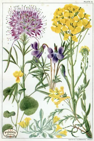 PDXC11416 -- Flowers
