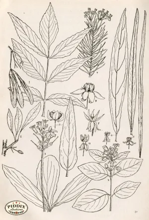 PDXC11418 -- Black & White Leaves
