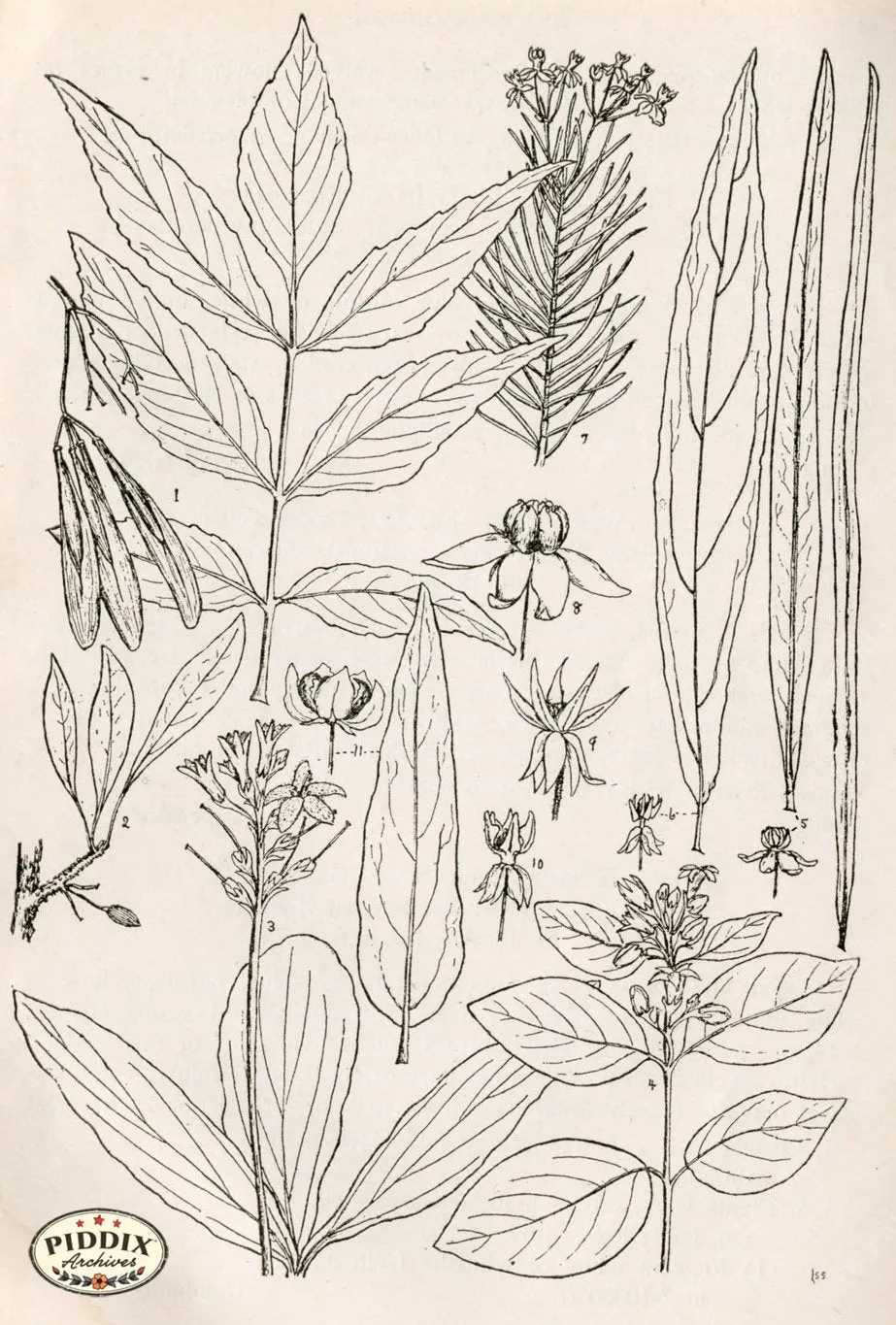 PDXC11418 -- Black & White Leaves