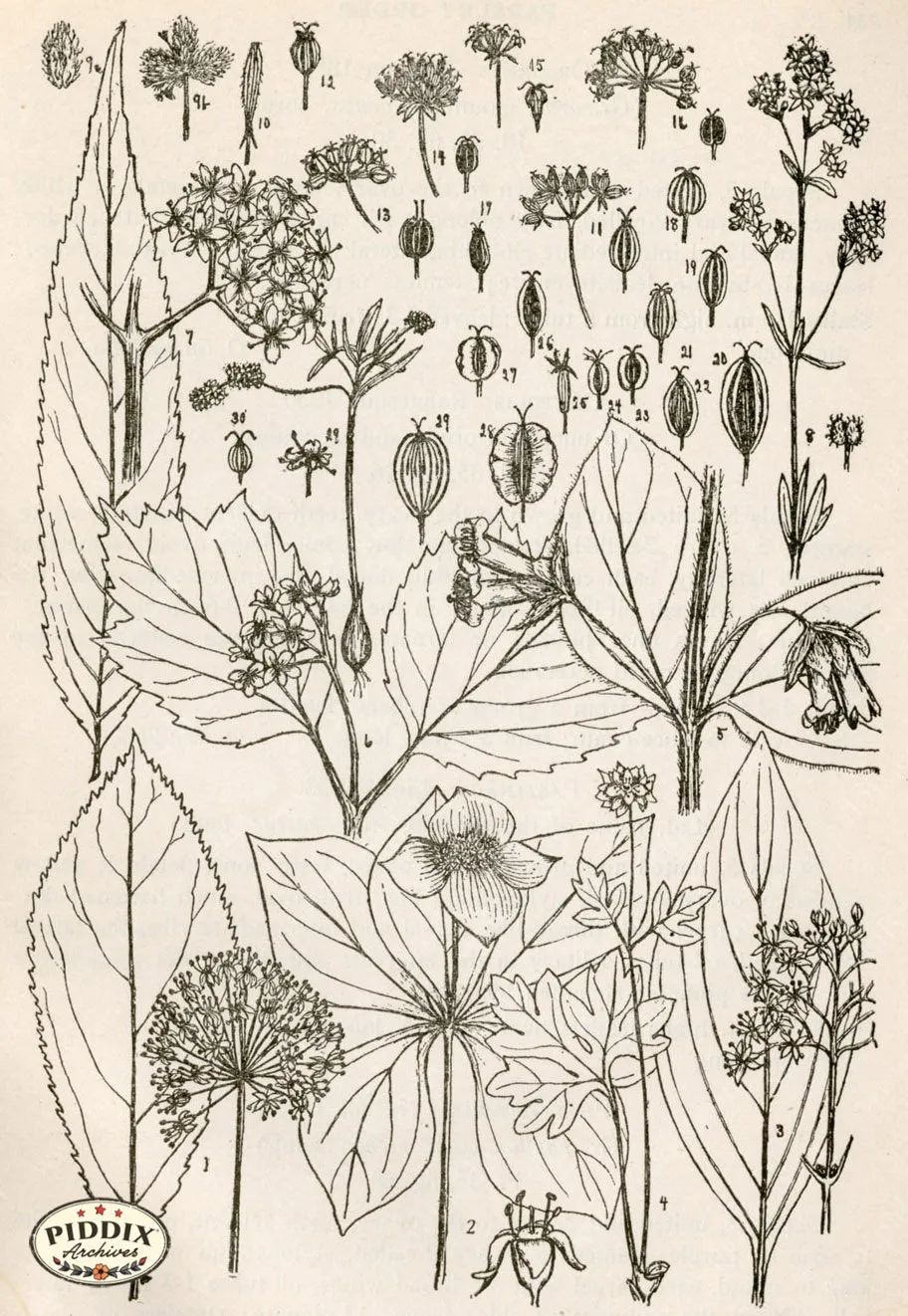 PDXC11419 -- Black & White Leaves