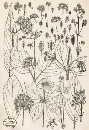 PDXC11419 -- Black & White Leaves