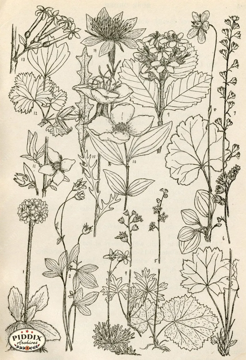 PDXC11421 -- Black & White Leaves