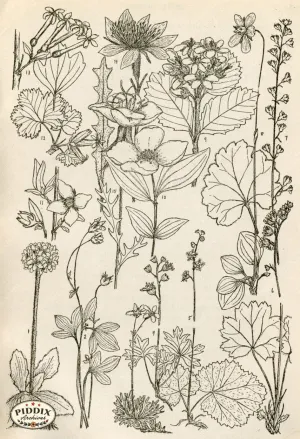 PDXC11421 -- Black & White Leaves