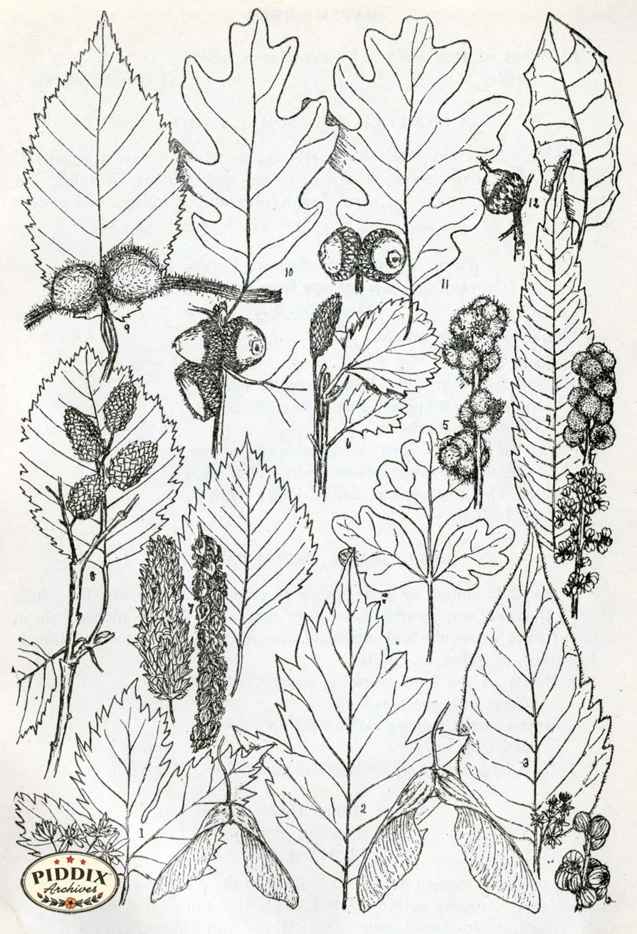 PDXC11422 -- Black & White Leaves