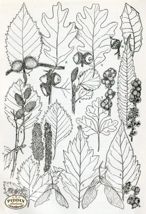 PDXC11422 -- Black & White Leaves