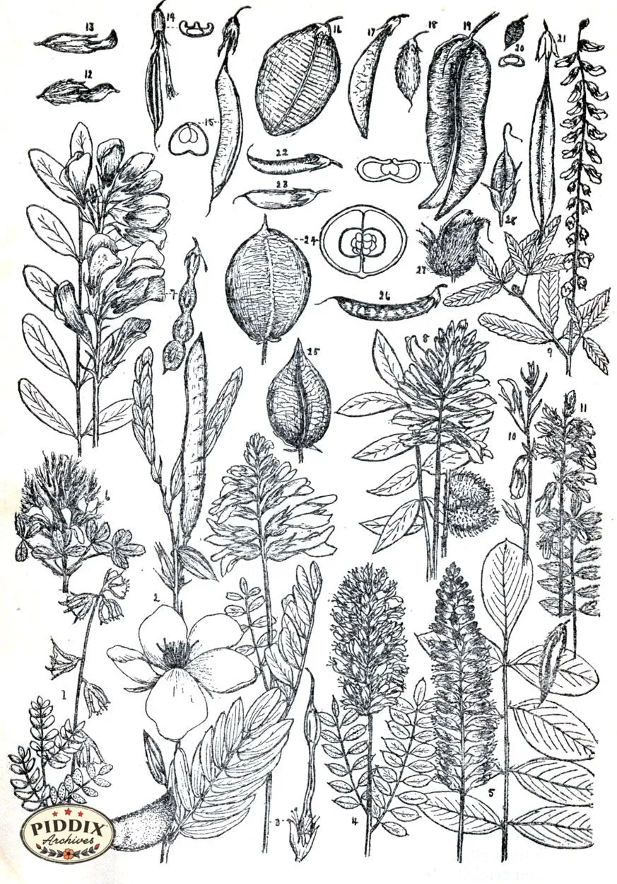 PDXC11424 -- Black & White Leaves