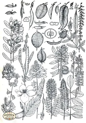 PDXC11424 -- Black & White Leaves
