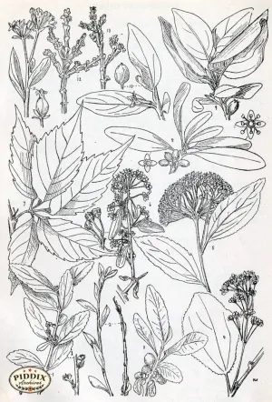PDXC11426 -- Black & White Leaves