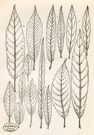 PDXC11429 -- Black & White Leaves