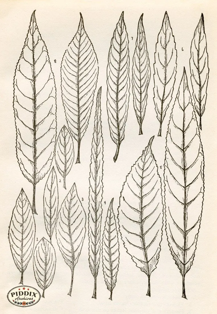 PDXC11429 -- Black & White Leaves