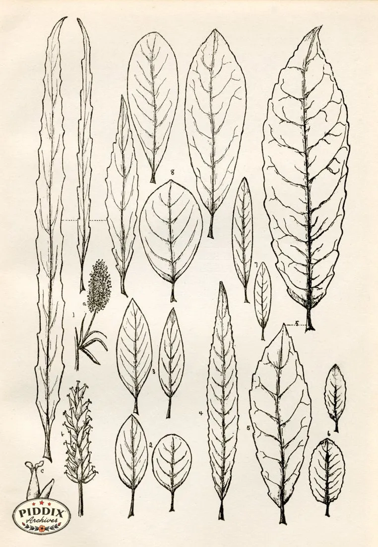 PDXC11430 -- Black & White Leaves