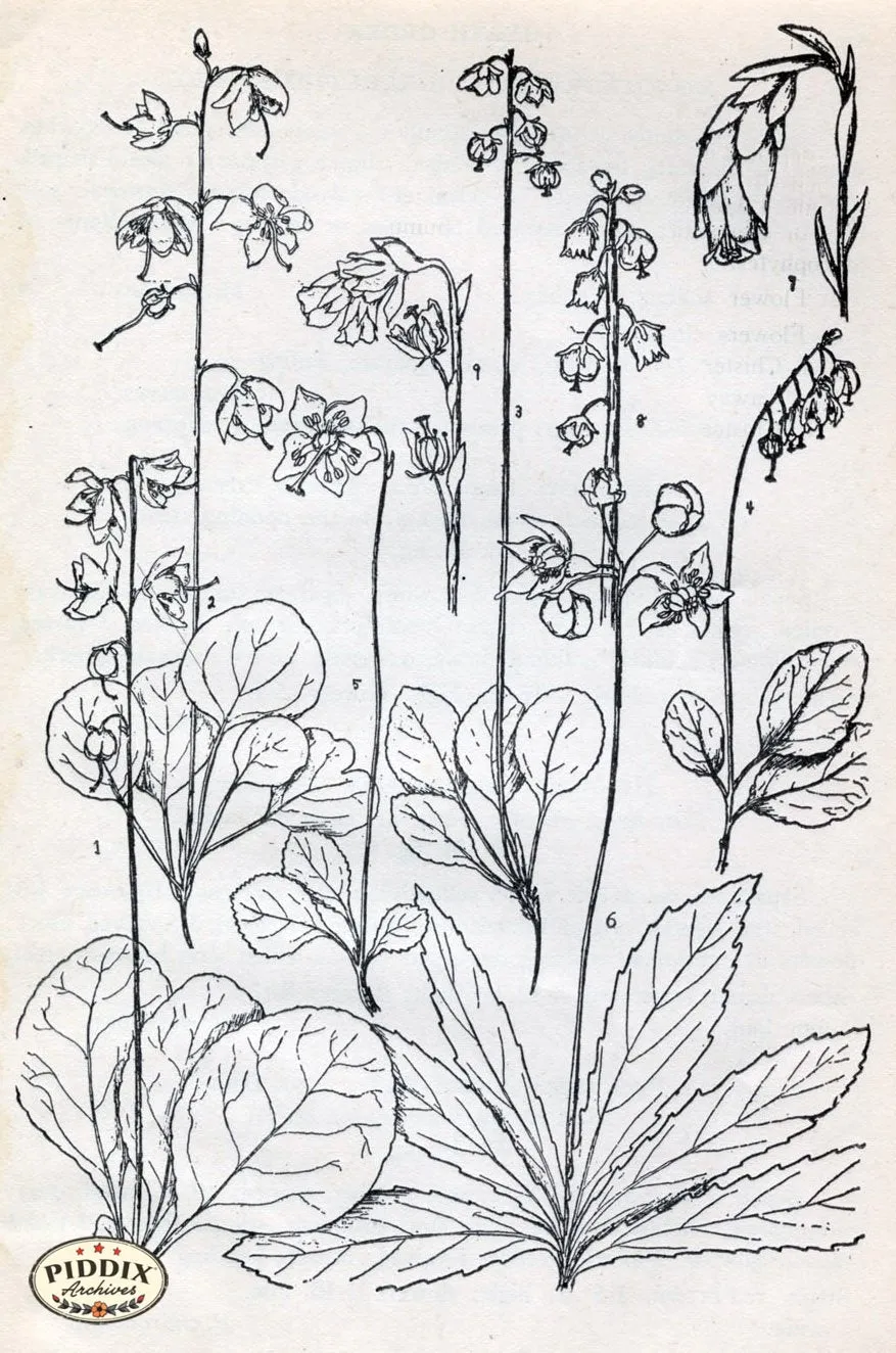 PDXC11431 -- Black & White Leaves