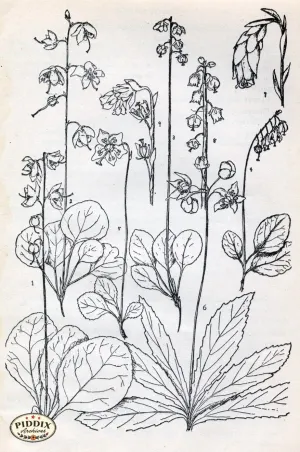PDXC11431 -- Black & White Leaves