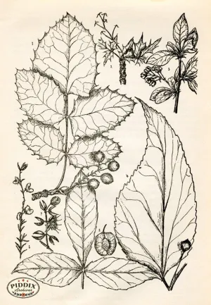 PDXC11432 -- Black & White Leaves