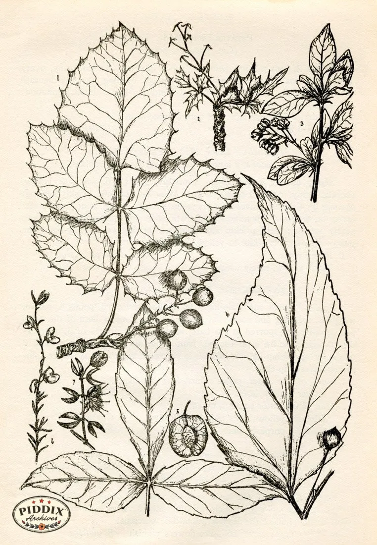 PDXC11432 -- Black & White Leaves
