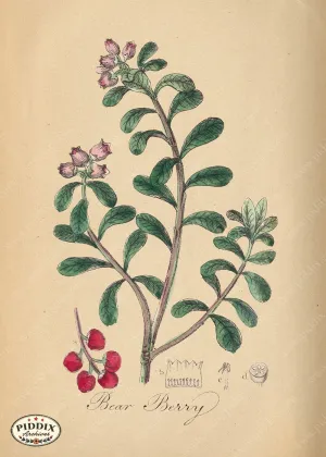 PDXC11998d -- Flowers Bear Berry