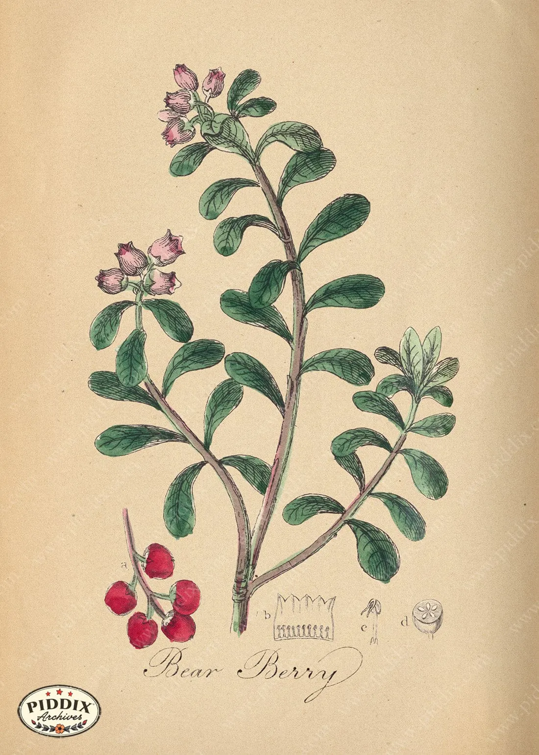 PDXC11998d -- Flowers Bear Berry