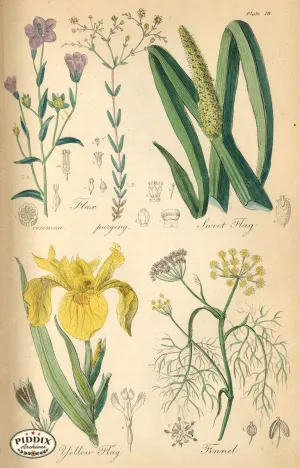PDXC12019 -- Flower Poster