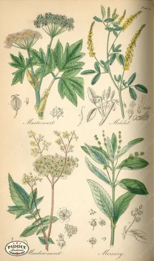 PDXC12036 -- Flower Poster