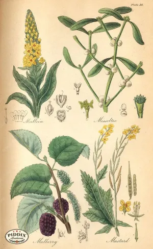 PDXC12040 -- Flower Poster