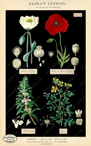 PDXC12049b -- Original Flower Collages