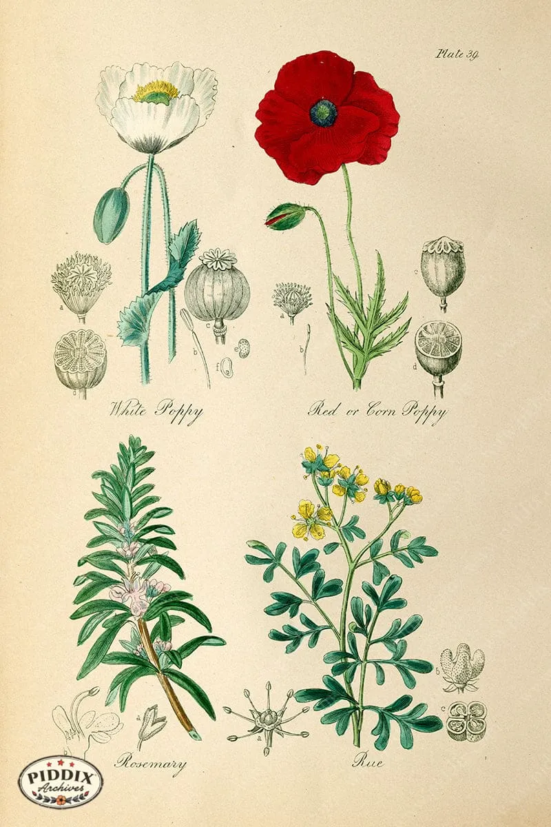 PDXC12049e -- Flowers