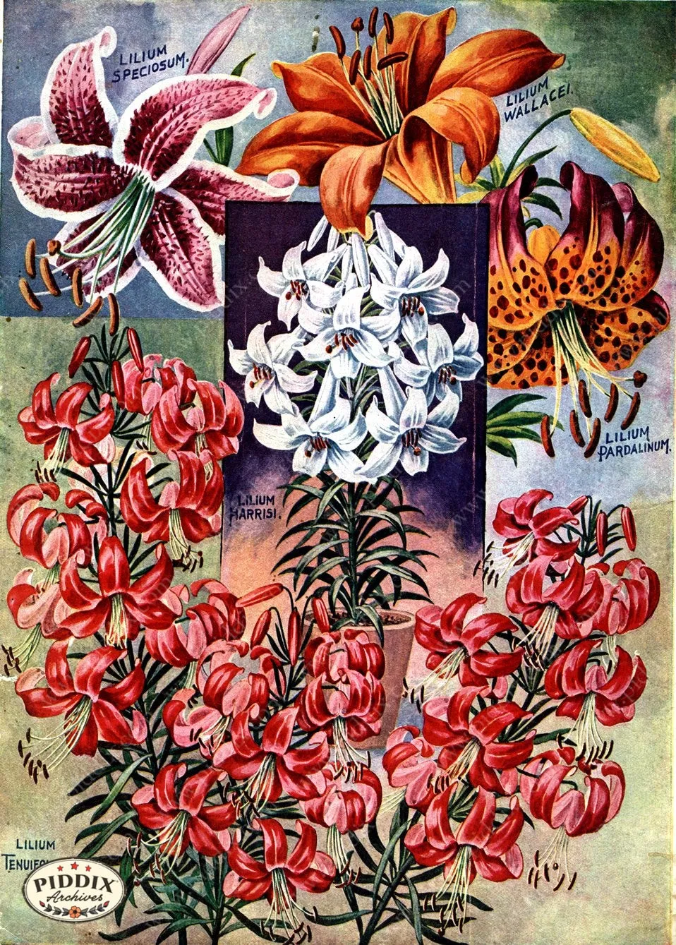 PDXC1496 -- Flower Seed Catalogs