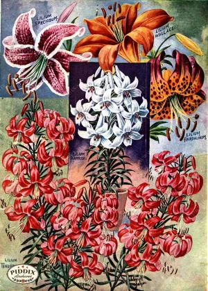 PDXC1496 -- Flower Seed Catalogs