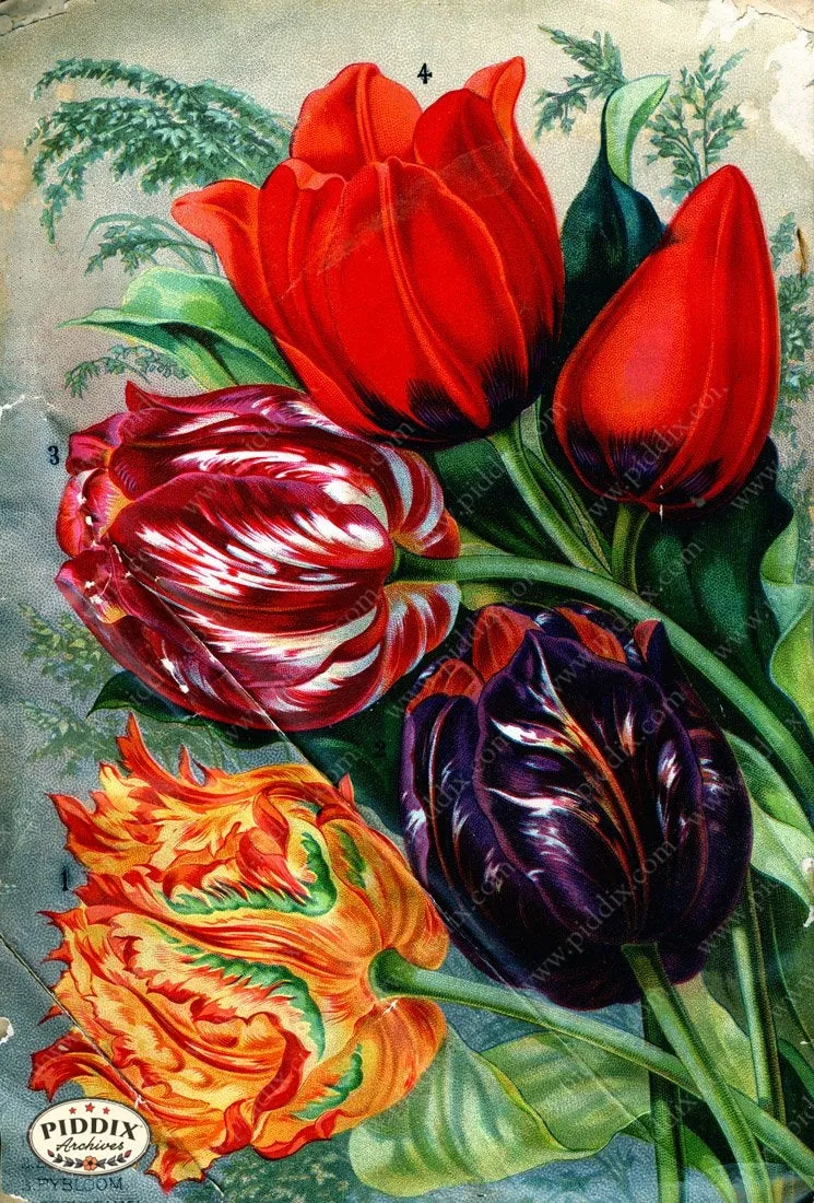 PDXC1508 -- Flower Seed Catalogs