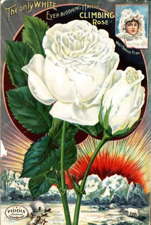 PDXC1517 -- Vintage Rose Culture Catalogs