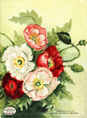 PDXC1531 -- Flower Seed Catalogs
