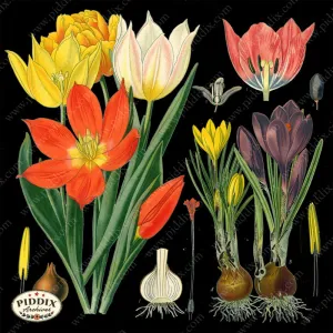 PDXC15422b -- Original Flower Collages