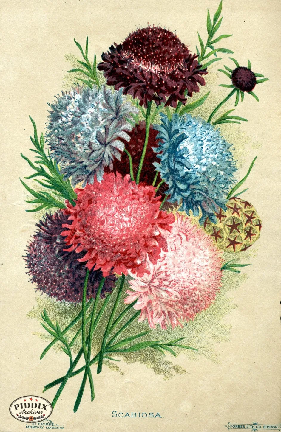 PDXC1571 -- Flower Seed Catalogs